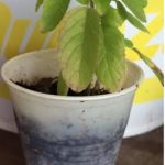 Small Tulsi Plant (Availability-May to October only)